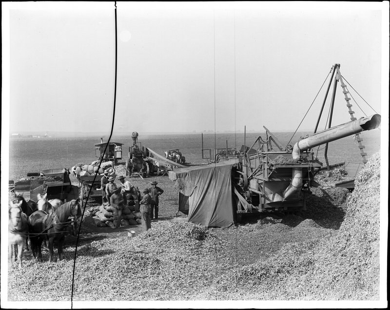 Bean threshing crew on the Centinela Ranch, 1903